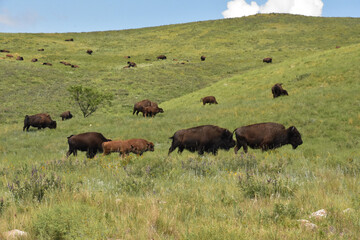North American Bison Roaming on Rolling Hills