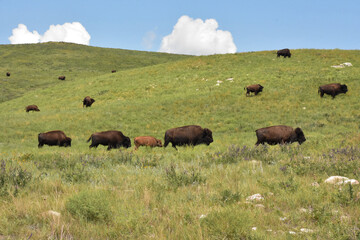 Meandering Herd of North American Bison on a Grass Hill