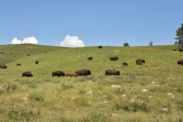 Wild North American Bison Roaming Up a Hill
