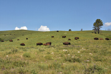 Herd of Wild Bison Grazing on a Hill