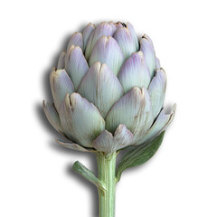 Fototapeta premium High-resolution close-up of fresh artichoke on transparent background for food photography and design 1