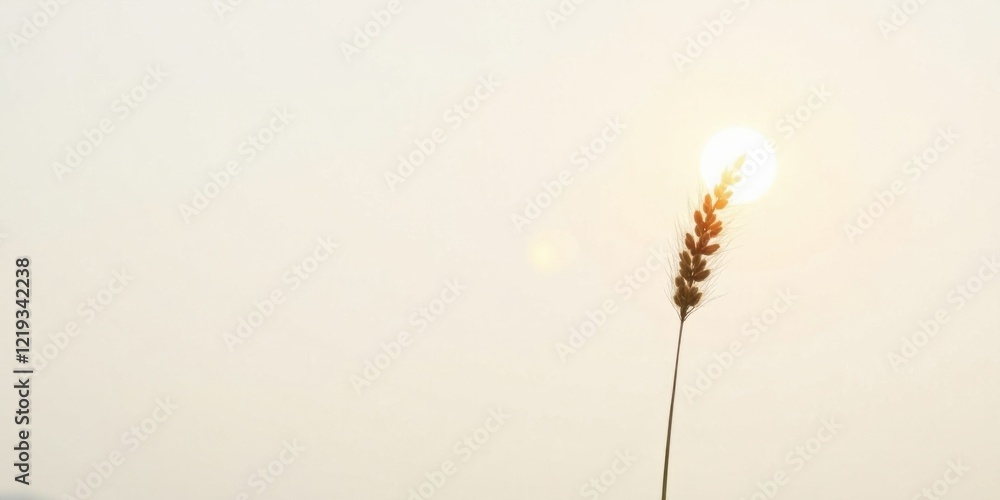 Poster a single stalk of grain backlit by the sun at dawn, a minimalist image of nature's resilience and th
