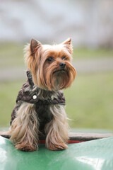 yorkshire terrier sitting in the park