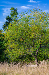 Obraz premium 621-83 Behind the Grasses