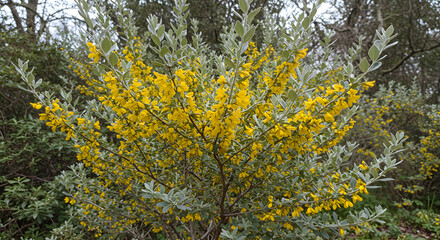 Fototapeta premium This medium shot features Elaeagnus angustifolia, showcasing its striking silvery leaves and bright yellow flowers during the flowering season.