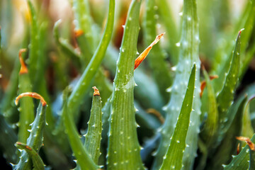 close-up view of aloe vera leaves
