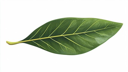 Obraz premium Vibrant Olive Plant and Leaf in Wide Angle Centered Composition