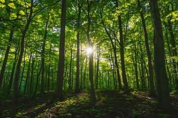 Fototapeta premium Sunrise in the green forest at spring time. Natural landscape.