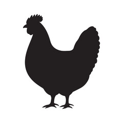 hen isolated on white background