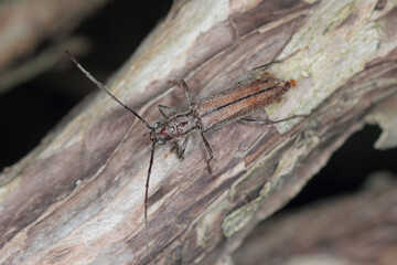 Icosium tomentosum is a circummediterranean species of longhorn beetle, Cerambycidae family. A beetle on the wood of a cypress tree.