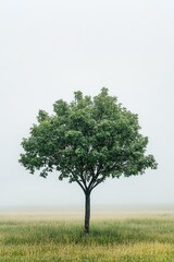 Fototapeta premium A single tree stands alone in a foggy field, perfect for use as a background or concept image