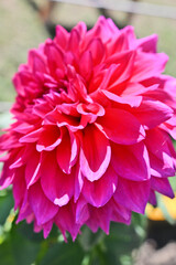 A close-up of a vivid pink dahlia flower showcasing its layered petals under sunlight.