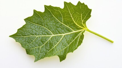 A single green leaf sitting on a clean white surface