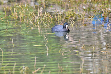 The picture features common coot floating calmly in clear water, surrounded by green aquatic vegetation, with its white beak contrasting its dark plumage.