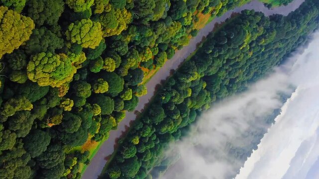 A winding river cutting through a dense rainforest viewed from above, with vibrant green foliage and patches of mist creating a mysterious atmosphere.
