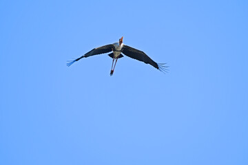 The image shows a painted stork soaring gracefully in a clear blue sky, its wings fully stretched and vibrant plumage visible against the serene background.