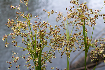 Detail of a Group of Great Wood-rush Flowers (Luzula sylvatica) Growing Beside the River Torridge
