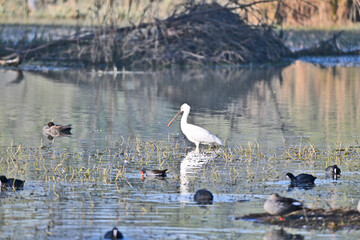 The image features a white spoonbill standing in shallow wetland waters, surrounded by ducks, coots, and aquatic vegetation, with a serene and reflective background.
