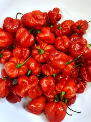 close up of a dish of red scotch bonnet chilli peppers seen from above