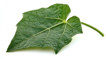 Fototapeta premium A detailed view of a single leaf on a white background, perfect for using as a texture or illustration
