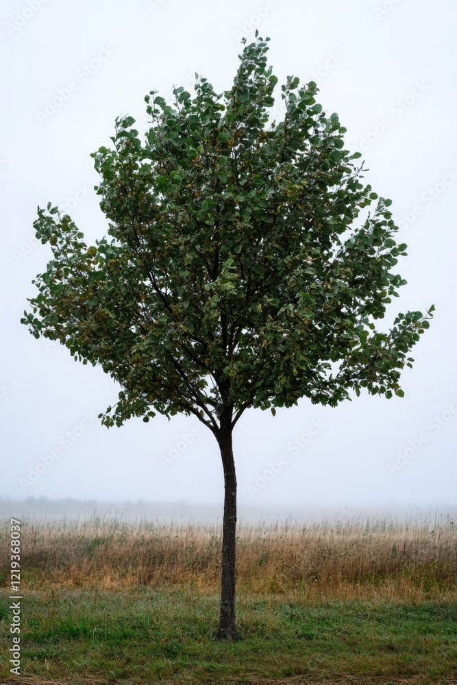 Poster a single tree stands alone in a vast open field, perfect for use as a symbol or backdrop