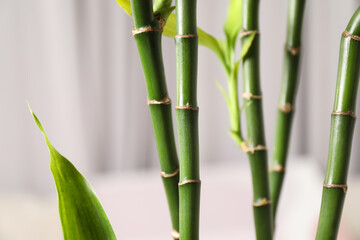 Obraz premium Beautiful decorative green bamboo plant indoors, closeup