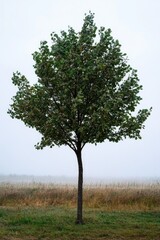 Obraz premium A single tree stands alone in a vast open field, perfect for use as a symbol or backdrop