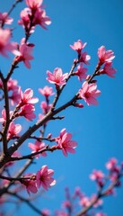 Black locust tree with blooming branches against a bright blue sky, branch, bloom