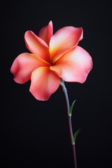 Obraz premium Single pink flower on a stem against a dark backdrop