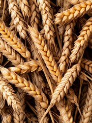 Golden wheat stalks gathered together in a field ready for harvest during late summer days
