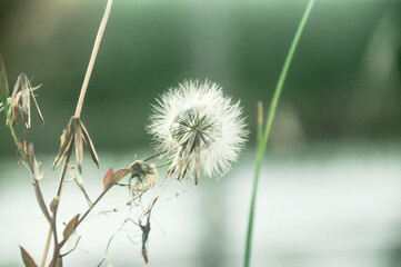 dandelion head