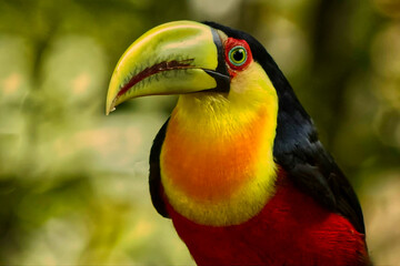 Tucano