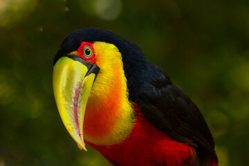 Tucano