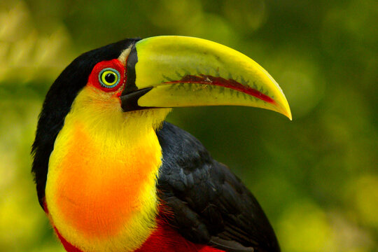 Tucano