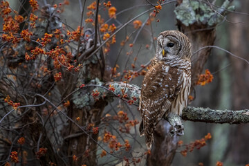 owl on branch