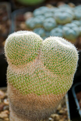 close up of cactus