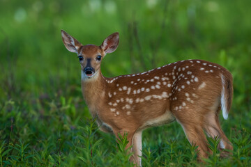 deer in the forest