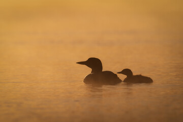 loon and chick