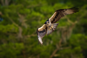 osprey in flight