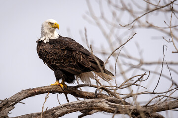 american bald eagle in a tree