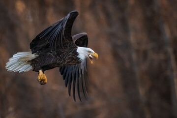 eagle in flight
