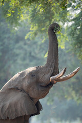 Elephant grasping leaves in tree