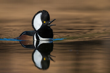 merganser calling