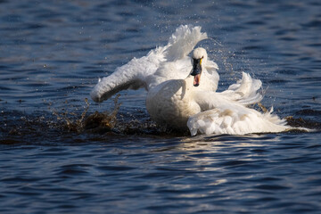 swan on the water