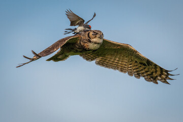 owl and king bird