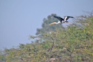 The image shows a painted stork soaring gracefully in a clear blue sky, its wings fully stretched and vibrant plumage visible against the serene background.