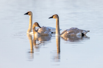 swans on the lake