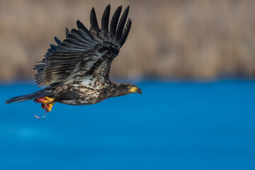 eagle in flight