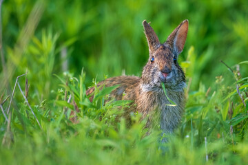 rabbit in the grass