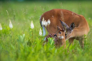 deer in the meadow